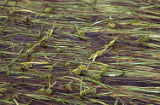 Narrowleaf bur-reed