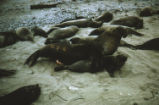 Northern elephant seal