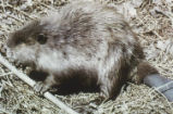American beaver