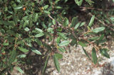 California buckthorn