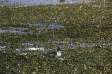 Northern pintail