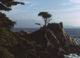 Lone Cypress