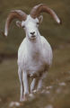 Dall's sheep
