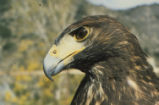 Harris's hawk