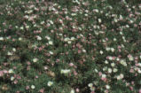 Birdcage evening primrose