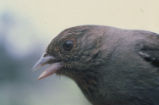 California towhee