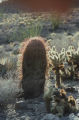 California barrel cactus