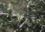 Utah serviceberry