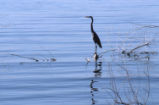 Great blue heron