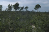 Florida scrub jay