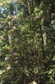 Pacific rhododendron