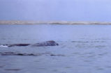 Gray whale