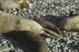 Northern elephant seal