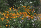 California poppy and irises