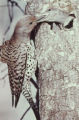 Northern flicker
