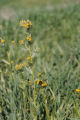 Common fiddleneck