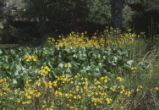 Seep monkeyflower