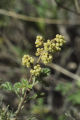 Skunkbush sumac