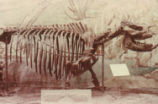 Short-legged rhinoceros skeleton