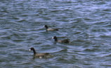 American coot