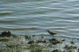 Willet