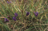 Crown brodiaea