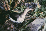 Spotted sandpiper