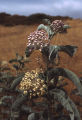 California milkweed