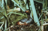 Eared grebe