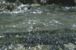 Ruddy turnstone and surfbird