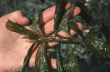 Illinois pondweed