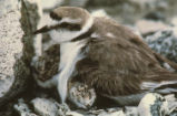 Kentish plover