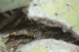 Snake eating fence lizard