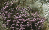 California prickly phlox