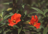 Kaweah river bush monkeyflower