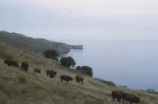 American bison