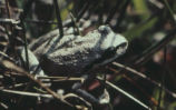 Pacific tree frog