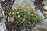 Sulphur-flower buckwheat