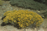 Rubber rabbitbrush