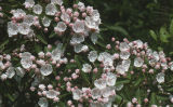 Mountain laurel