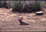 Cottontail rabbit