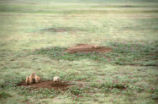 Prairie dog with pups