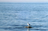 Ring-billed gull