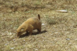 Prairie dog