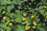 Creeping buttercup