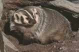 American badger