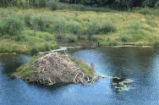 Beaver lodge