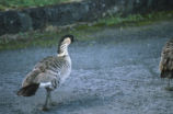 Hawaiian goose