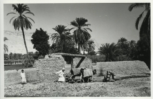 Water wheel with Jabal al-Ṭārif in the background