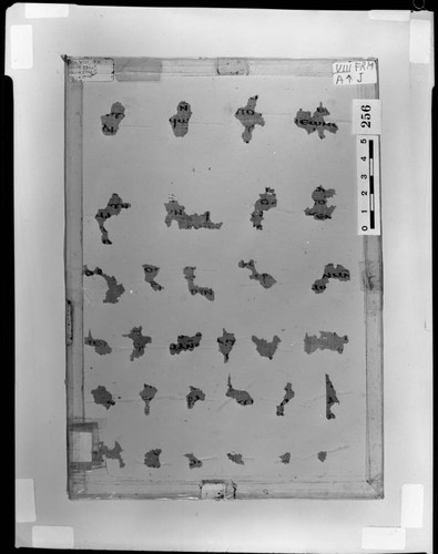 Codex VIII papyri fragments from A